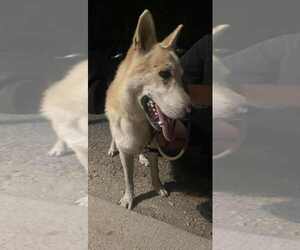 German Shepherd Dog Dogs for adoption in Evansville, IN, USA
