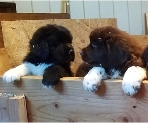 Newfoundland Puppy for sale in SHELTON, WA, USA