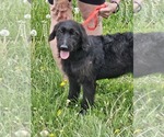 Image preview for Ad Listing. Nickname: German Sheepado