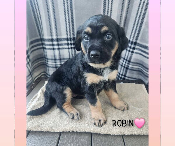 Medium Photo #2 Coonhound-Unknown Mix Puppy For Sale in Clinton , MI, USA