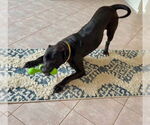 Small #2 American Pit Bull Terrier Mix