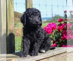 Small Photo #2 Goldendoodle-Poodle (Miniature) Mix Puppy For Sale in HONEY BROOK, PA, USA