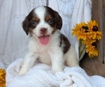 Puppy Harper Cock-A-Poo