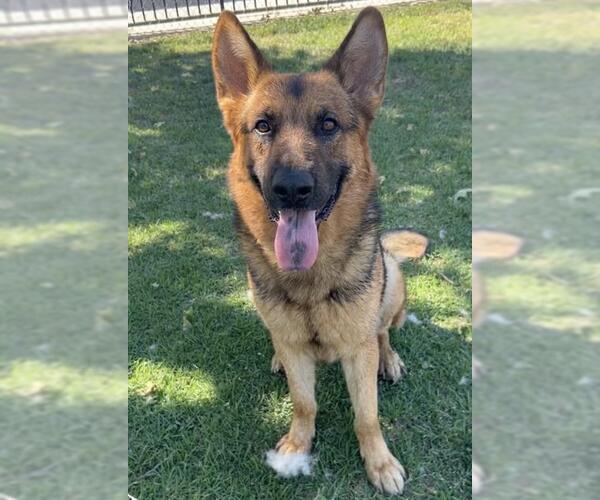 Medium Photo #2 German Shepherd Dog Puppy For Sale in Riverside, CA, USA