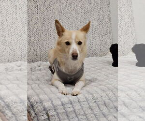 Mutt Dogs for adoption in Agoura Hills, CA, USA