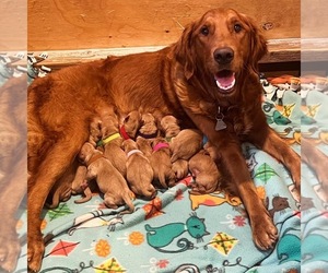 Golden Retriever Puppy for sale in GALT, CA, USA