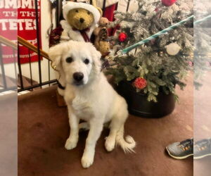Mr Yuki - Male Great Pyrenees Dog for Adoption - Photo #3