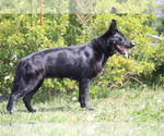Small Photo #3 German Shepherd Dog Puppy For Sale in NOBLE, OK, USA