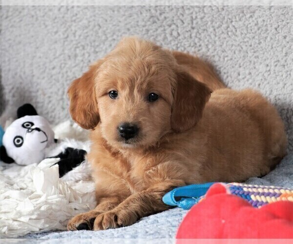 Medium Photo #8 Goldendoodle (Miniature) Puppy For Sale in SYRACUSE, IN, USA