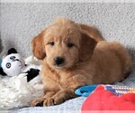 Small Photo #8 Goldendoodle (Miniature) Puppy For Sale in SYRACUSE, IN, USA