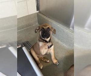 German Shepherd Dog-Unknown Mix Dogs for adoption in San Martin, CA, USA