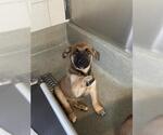 Small German Shepherd Dog Mix