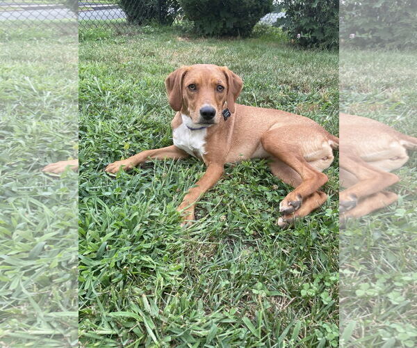 Medium Photo #1 Mutt Puppy For Sale in Rockaway, NJ, USA