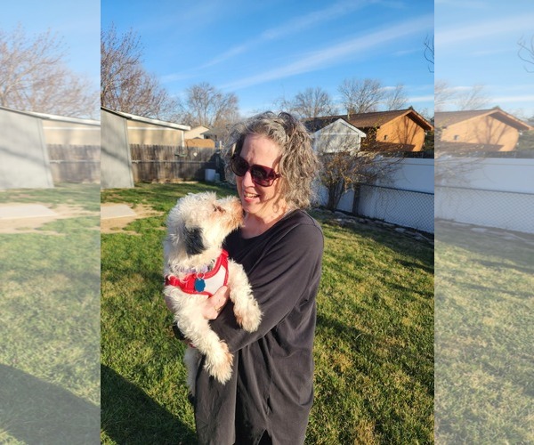 Medium Photo #5 Maltese Dinmont Terrier Puppy For Sale in Gretna, NE, USA