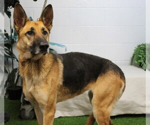 German Shepherd Dog-Unknown Mix Dogs for adoption in Albany, OR, USA