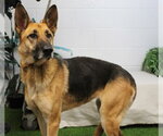 Small German Shepherd Dog Mix