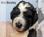 Small Photo #8 Sheepadoodle Puppy For Sale in SEAMAN, OH, USA