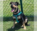 Small #2 Labrador Retriever Mix