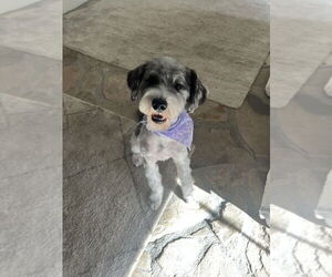 Medium Mutt