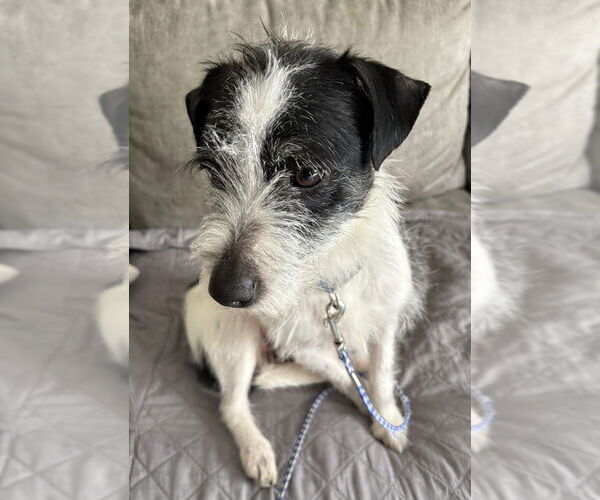 Medium Photo #4 Mutt Puppy For Sale in Boston, MA, USA