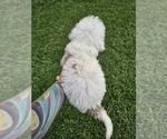 Small #10 Aussiedoodle Miniature 
