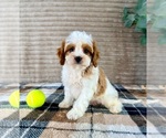 Small Cavapoo (Miniature)