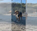 Small #3 Beagle-English Foxhound Mix