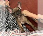 Small Photo #2 French Bulldog Puppy For Sale in TUCSON, AZ, USA