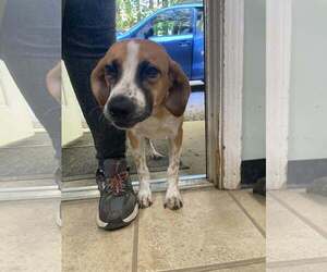 Mutt Dogs for adoption in Frenchburg, KY, USA