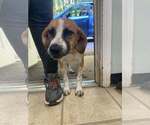 Johnny - Male Mutt Dog for Adoption - Small photo