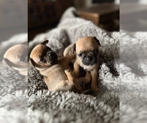 Chug Puppy for sale in ROCKWALL, TX, USA