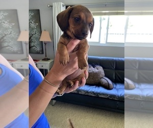 Dachshund Puppy for sale in SAN DIEGO, CA, USA