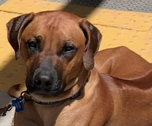 Father of the Rhodesian Ridgeback puppies born on 05/04/2026
