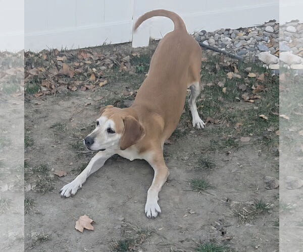 Medium Photo #7 Mutt Puppy For Sale in Sandy, UT, USA