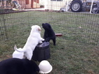 Small Photo #8 Golden Labrador-Golden Shepherd Mix Puppy For Sale in TORRANCE, CA, USA