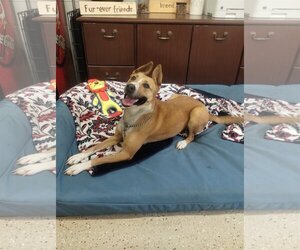 Carolina Dog-Unknown Mix Dogs for adoption in York, SC, USA