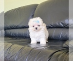 Puppy Bluey Maltese