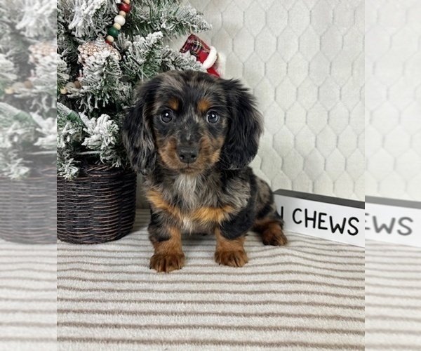 Medium Photo #7 Dachshund Puppy For Sale in GREENFIELD, IN, USA