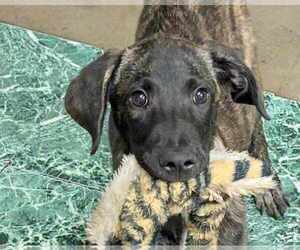 Mountain Cur-Unknown Mix Dogs for adoption in Anniston, AL, USA