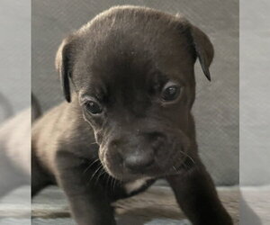 Ghost - Male Labrador Retriever-Unknown Mix Dog for Adoption - Photo #2