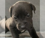 Small Photo #2 Labrador Retriever-Unknown Mix Puppy For Sale in Princeton, MN, USA