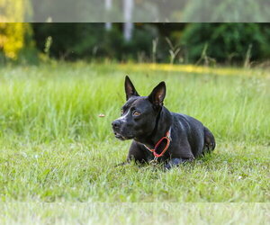 Charlotte Webb - Female German Shepherd Dog-Unknown Mix Dog for Adoption - Photo #11