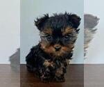 Image preview for Ad Listing. Nickname: cute puppy