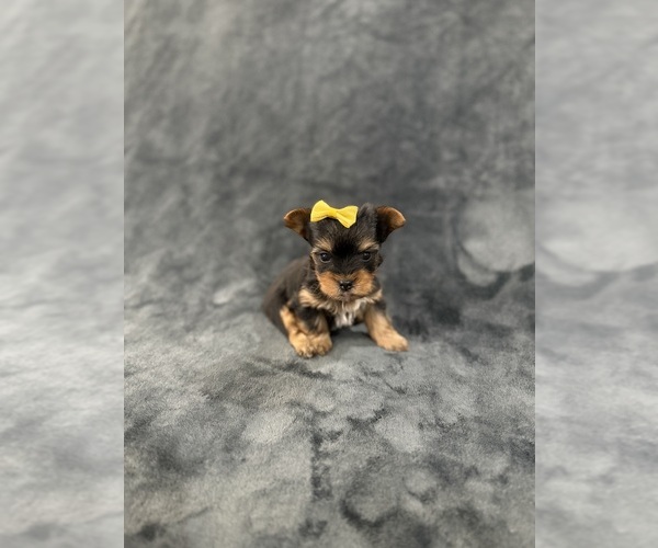 Medium Photo #10 Yorkshire Terrier Puppy For Sale in PARIS, TX, USA