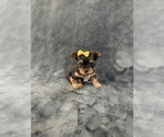 Small #2 Yorkshire Terrier