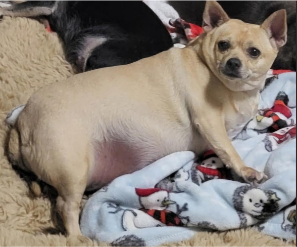 Medium Photo #2 Chihuahua-Unknown Mix Puppy For Sale in Cranston, RI, USA