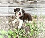 Image preview for Ad Listing. Nickname: Maple