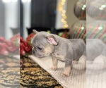 Small #8 French Bulldog