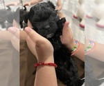 Puppy 2 Maltipoo-Pom-Shi Mix