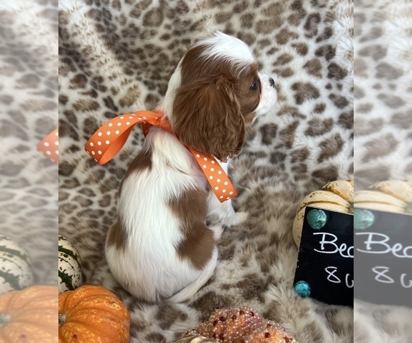 Medium Photo #10 Cavalier King Charles Spaniel Puppy For Sale in ABILENE, TX, USA